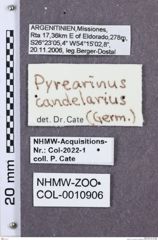 Etikette zu Pyrearinus candelarius (NHMW-ZOO-COL-0010906)